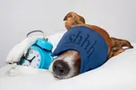 dog-with-insomnia.webp