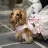 Huckleberry6.webp