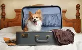 dogtravel.webp