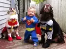 cosplay-superman-wonderwoman-batman-dog-costume-01.webp