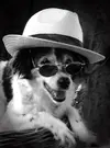99033-dogs-cool-dog.webp