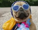 cool-dog-1.webp