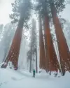 GOT Winter in Sequoia Nat Park.webp