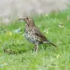 00376_Song Thrush_Liz Cutting.webp