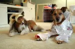 dog-halloween-costumes.webp