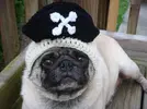 pirate-dog-hat.webp