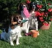 Garden-Dogs-2.webp