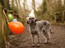 Goblin-Child-Josephines-Pawty-9.webp