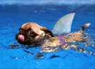 a-funny-dog-swimming.webp
