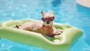 Dog-In-Swimming-Pool-Wearing-Sunglasses-Images.webp