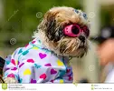 dogs-swimming-public-pool-cute-little-puppy-dressed-up-swim-goggles-bow-heart-shirt-44333277.webp