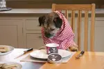Dog icecream_l.webp