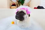 Bathing-Dog.webp