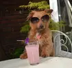Womble sun glasses-960x921.webp