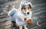 funny_dog_costume-t2.webp