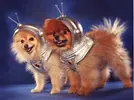 Halloween-UGC_Foleyboy-alien-dog-costumes_s4x3.jpg.rend.hgtvcom.1280.960.webp