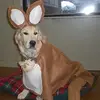 sydney-kangaroo-m.webp