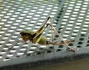 grasshopper_on_table.webp