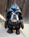 A Dog Wearing A Darth Vader Costume.webp