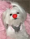 CLown.webp