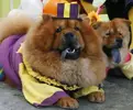 two-chow-chows-dressed-clown-costumes.webp