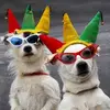 court-jester-dogs-bigstock_Dogs_Clowning_Around_36955191-300x300.webp