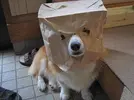 dog..webp
