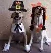 dog-thanksgiving.webp
