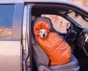dog2.webp