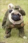 puginfatigues.webp