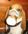 Morton-icecream.webp