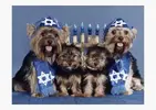 6-chanukah-dogs-590sm101812.webp