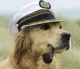 dog.webp