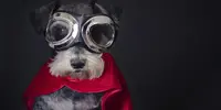 o-DOG-SUPERHERO-facebook.webp