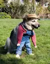 281669824_ff6a56f321.webp