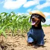 cute-dog-farmer-costume2-251x251.webp