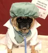Doctor-Dog-Costume.webp