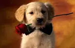 dogs-rose_thumb.webp