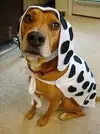 images.webp