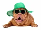 bigstock-Dog-wearing-green-straw-hat-an-258939081.webp