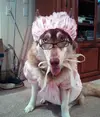 42-BigBadWolf.webp