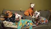 dec-10-2013-pjs-11.webp