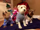 puppies_in_pajamas_big_seance.webp