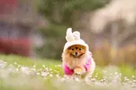 chepkadog.net-30.webp