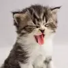 1711394435351.webp