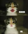 sarcastic-laugh-no-memes.webp
