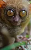 xtarsier-portrait.jpg.pagespeed.ic.NlXoN3NyEN.webp