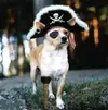 pirate_dog.webp
