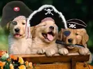 scurvydogs.webp