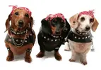 Rocker-Dog-ts-featured-image.webp